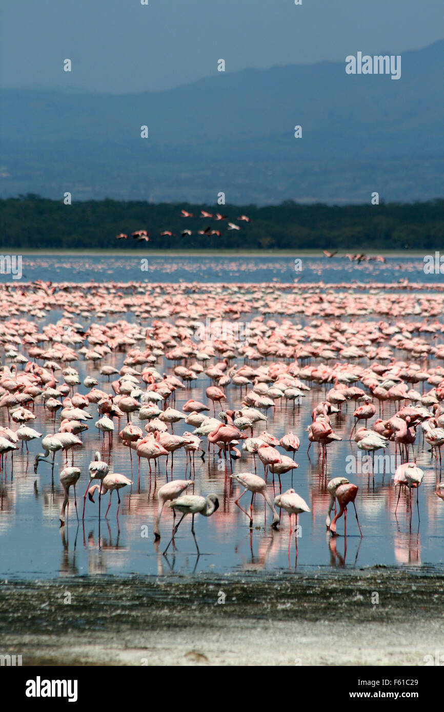 Lots of flamingos in Nakuru lake, Kenya Stock Photo