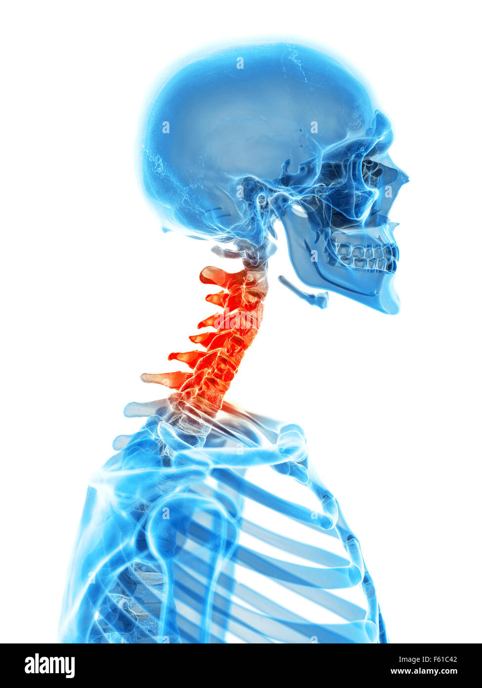 Human skull and cervical spine hi-res stock photography and images - Alamy