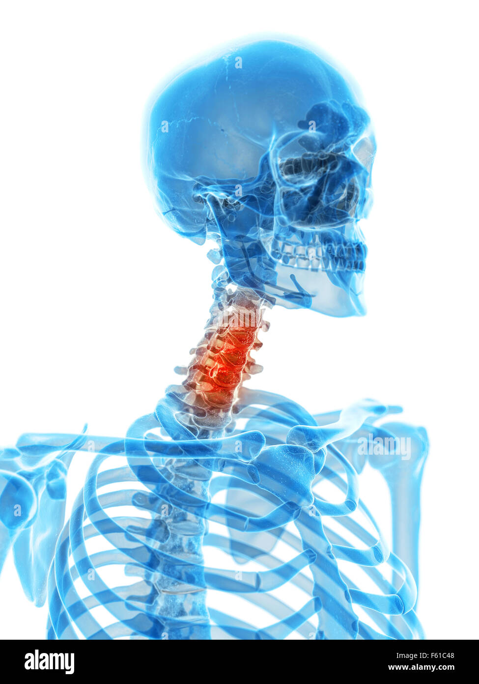 Human skull and cervical spine hi-res stock photography and images - Alamy