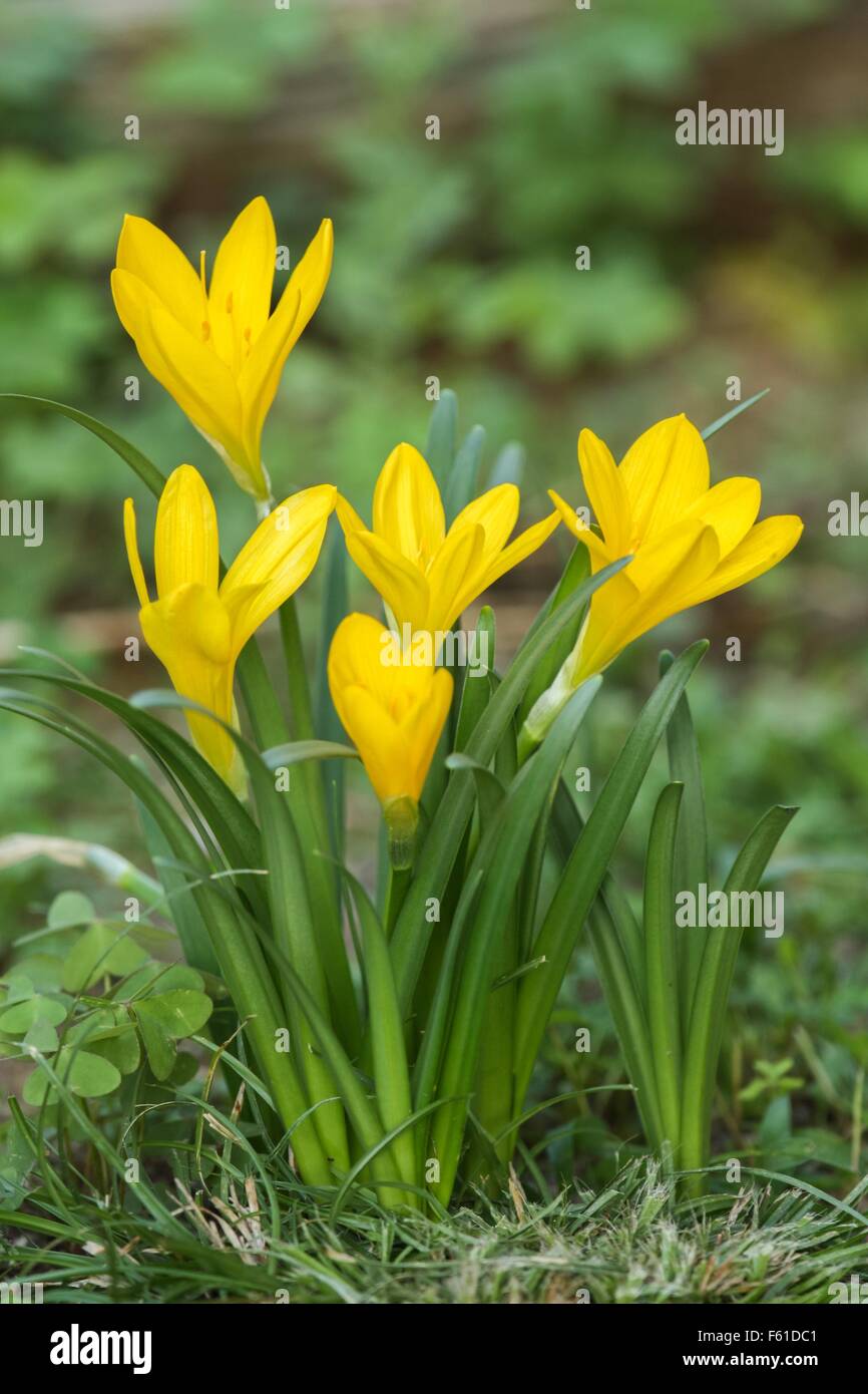 A few sternbergia lutea flowers blooming in the forest in the autumn season Stock Photo