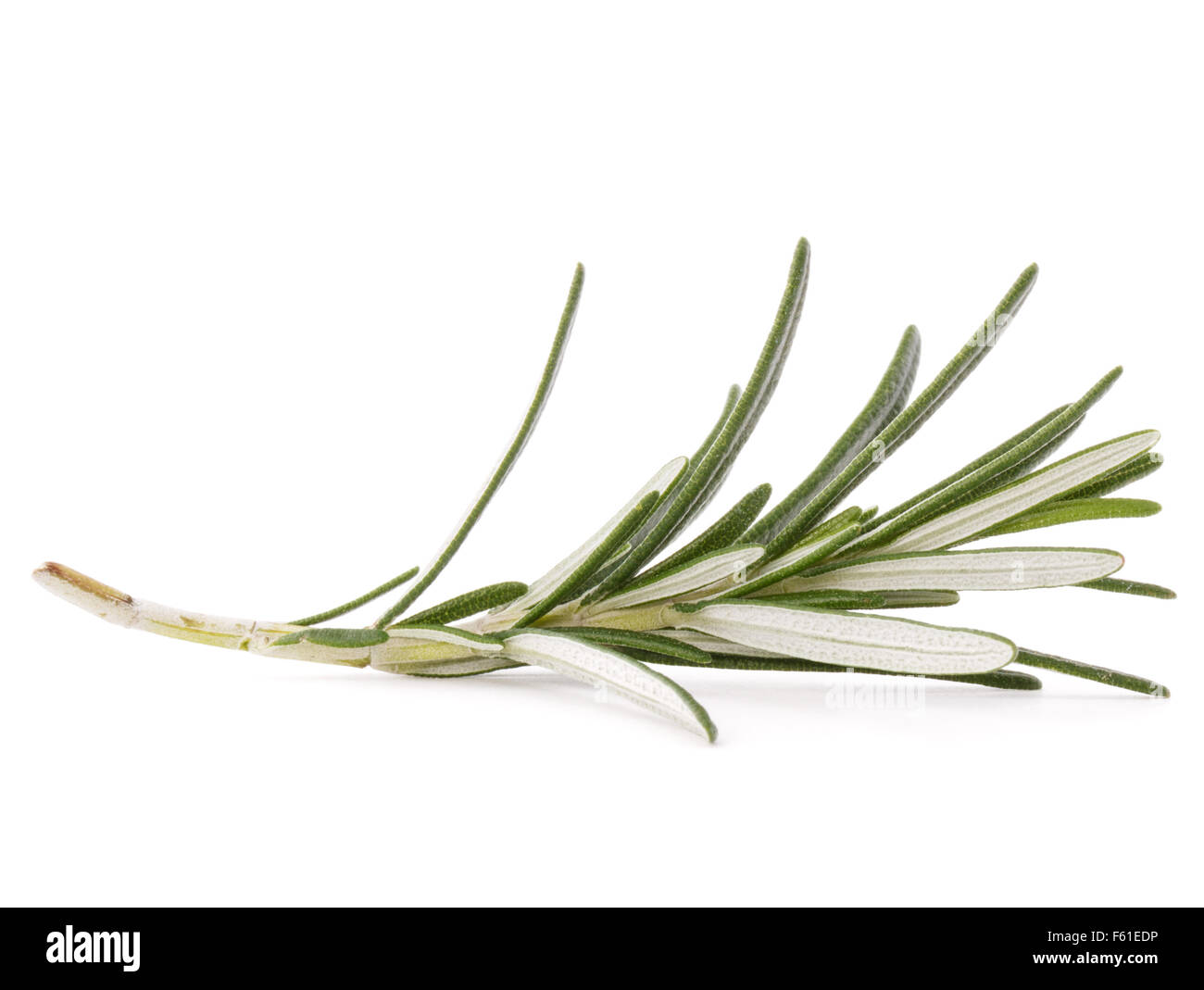 rosemary herb spice leaves isolated on white background cutout Stock