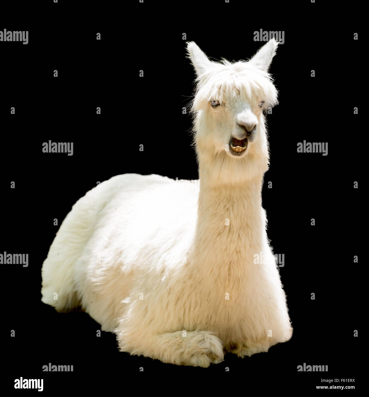 Funny alpaca hi-res stock photography and images - Alamy