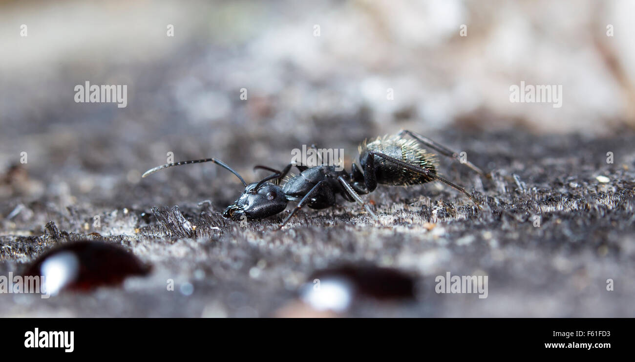 Ant Jam big forest ant eats strawberry jam Stock Photo - Alamy