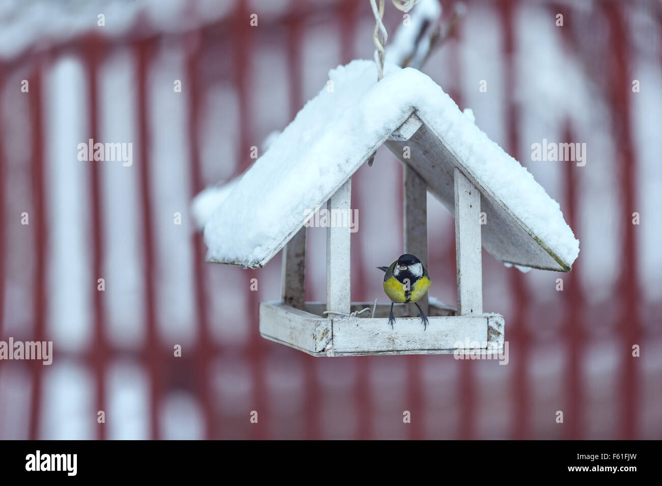 small bird on feedbox close up Stock Photo