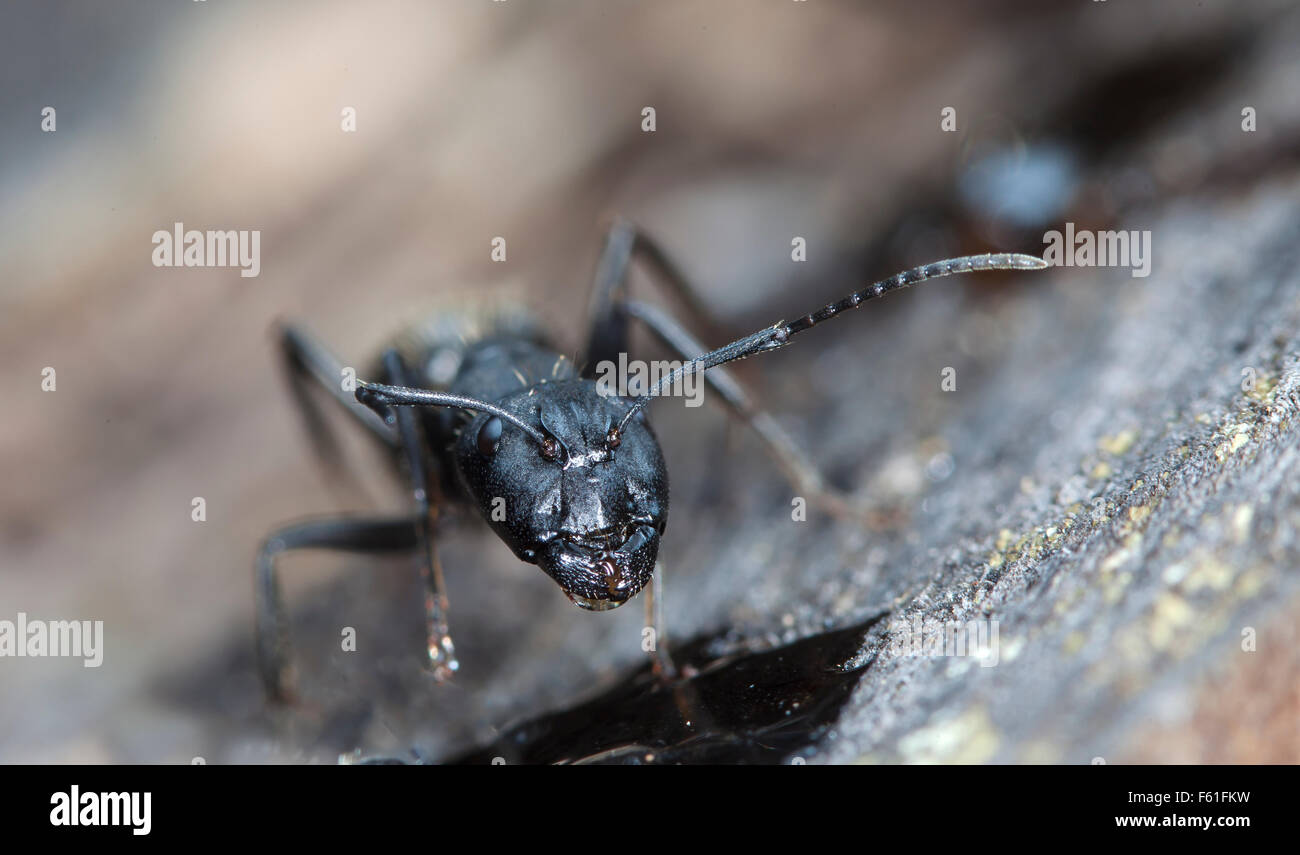 Ant Jam big forest ant eats strawberry jam Stock Photo - Alamy