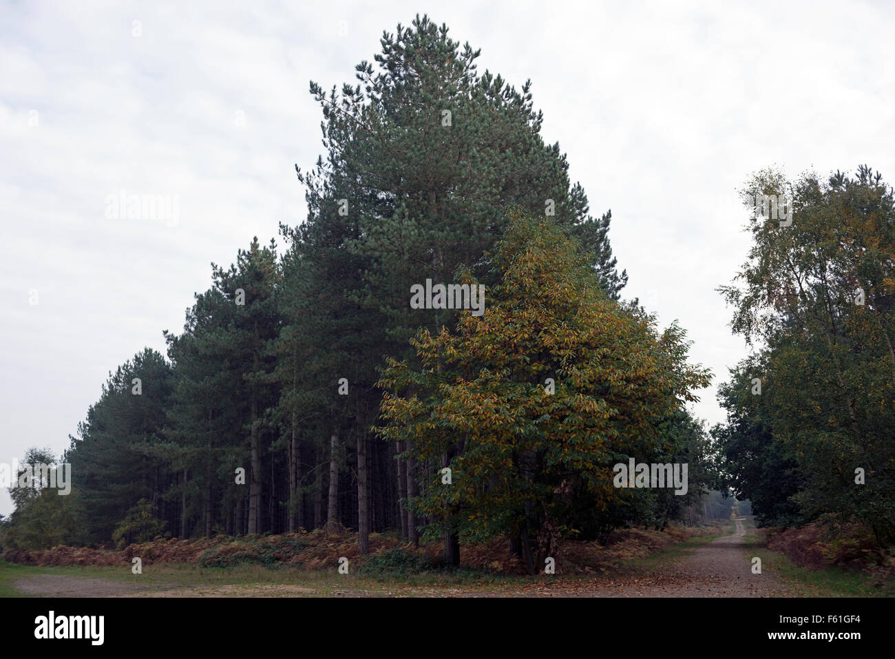 Rendlesham forest Suffolk UK Stock Photo Alamy