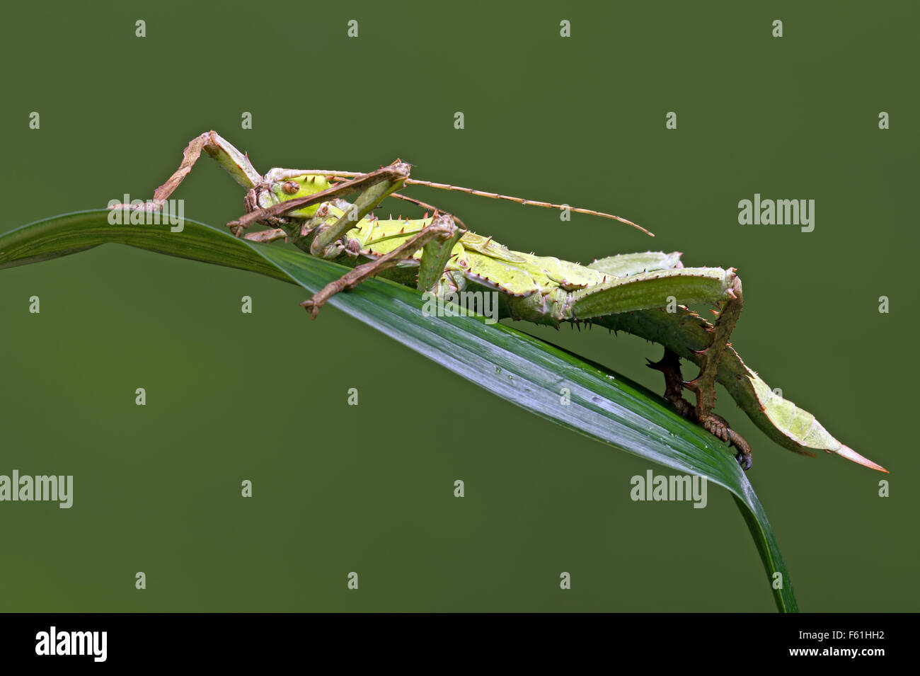 Jungle nymph hires stock photography and images Alamy