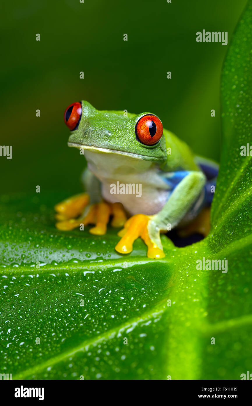 Red-Eyed Amazon Tree Frog (Agalychnis Callidryas) Stock Photo
