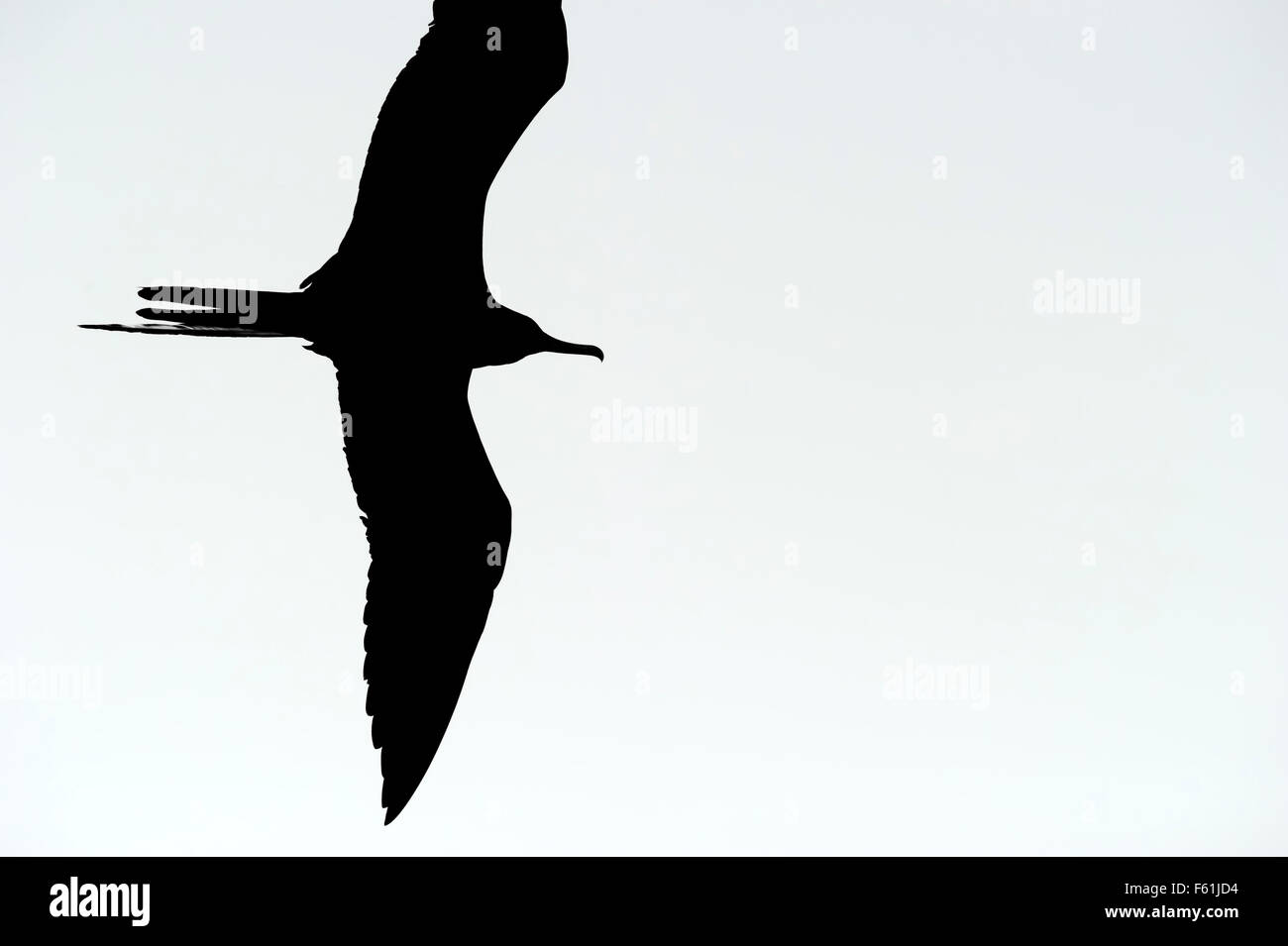 Bird silhouette flying is a detailed image of a bird in flight on a white background. Stock Photo