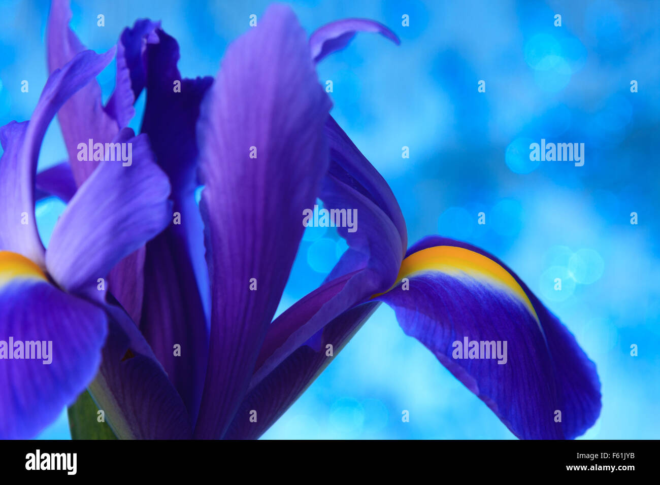 Beautiful blue iris flowers background Stock Photo - Alamy