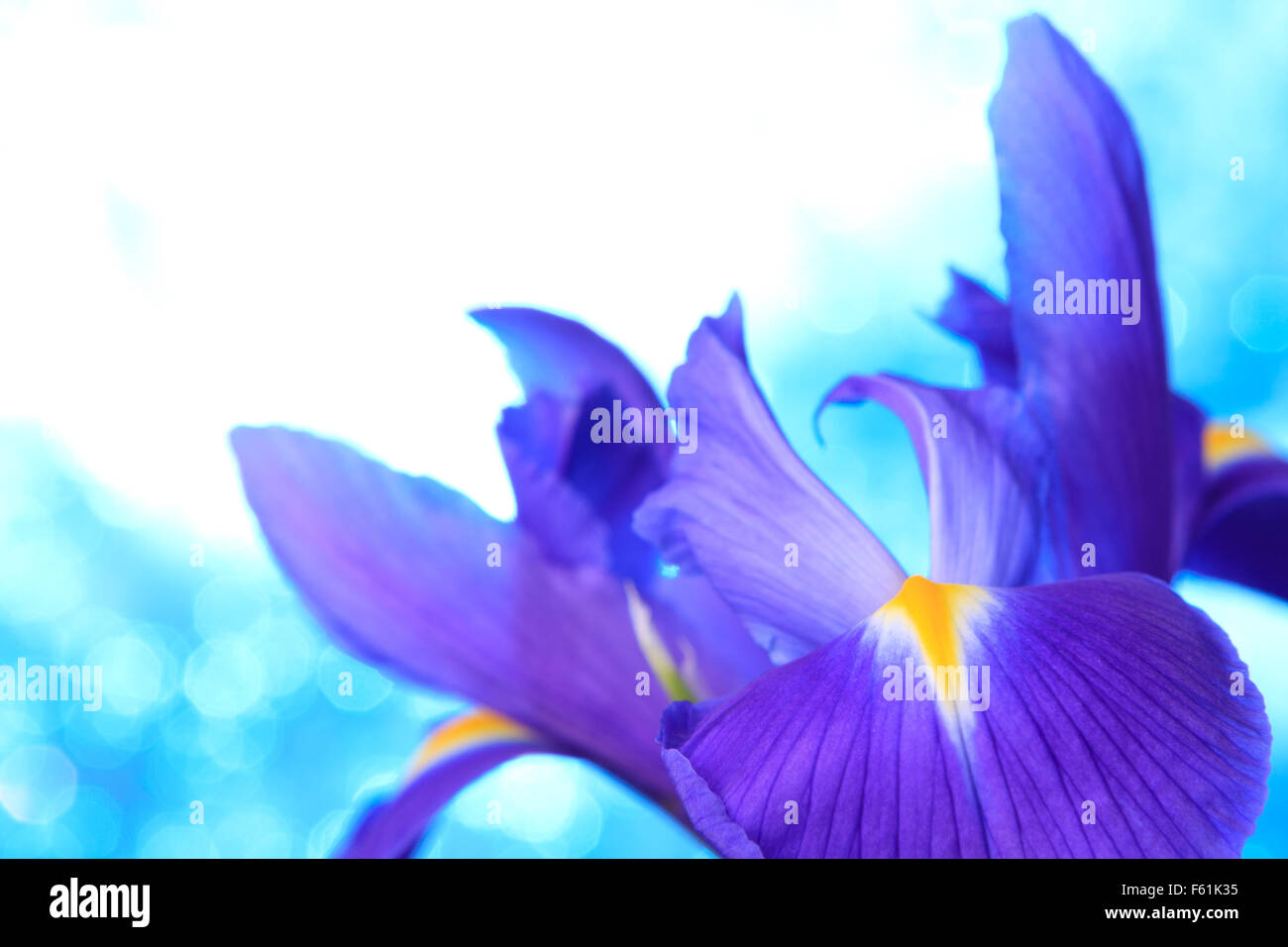 Beautiful blue iris flowers background Stock Photo - Alamy