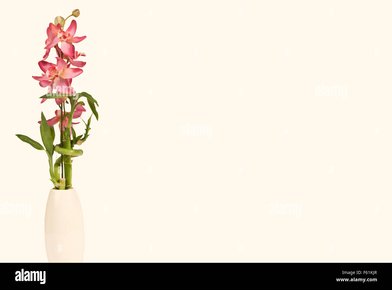 Orchid and Bamboo In Vase On Ivory Background Stock Photo