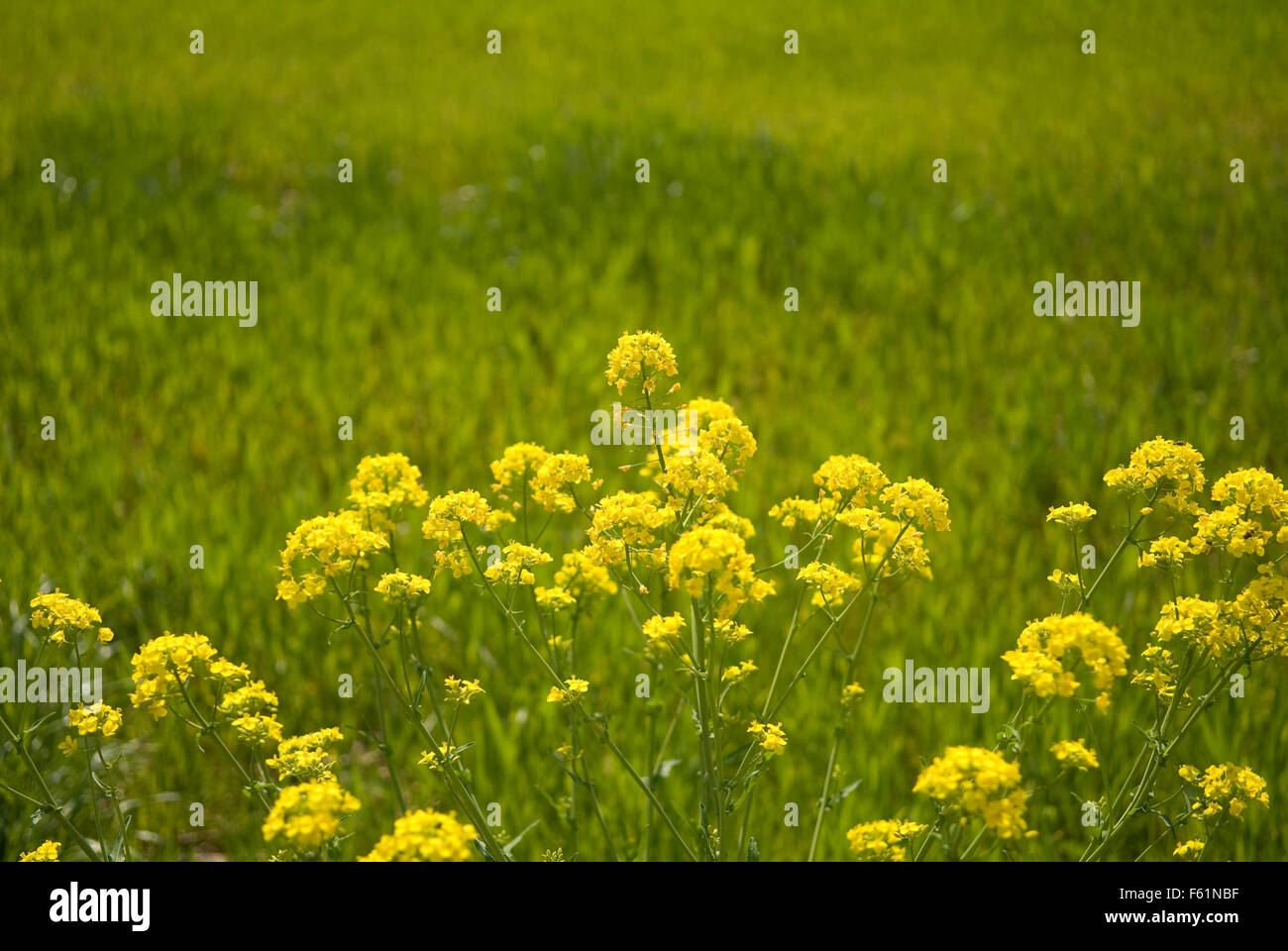 Springtime Roadside Yellow Flowers Stock Photo Alamy