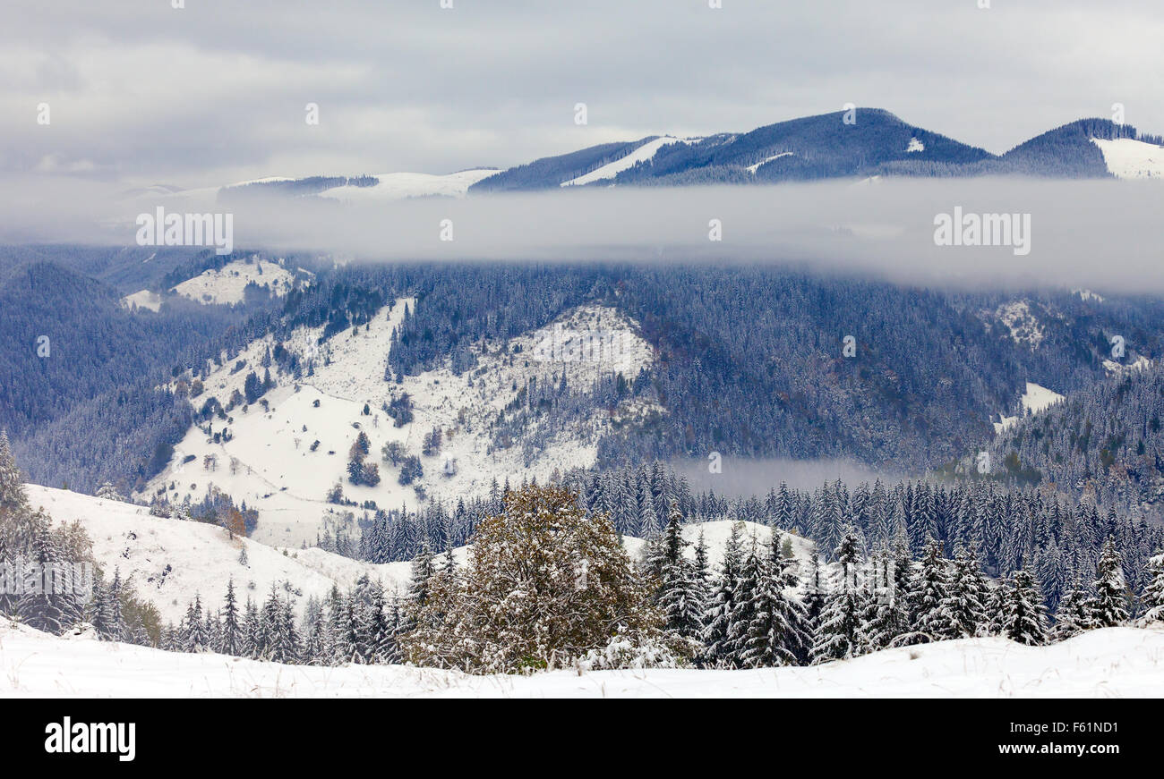 Fir tree snow forest hi-res stock photography and images - Alamy