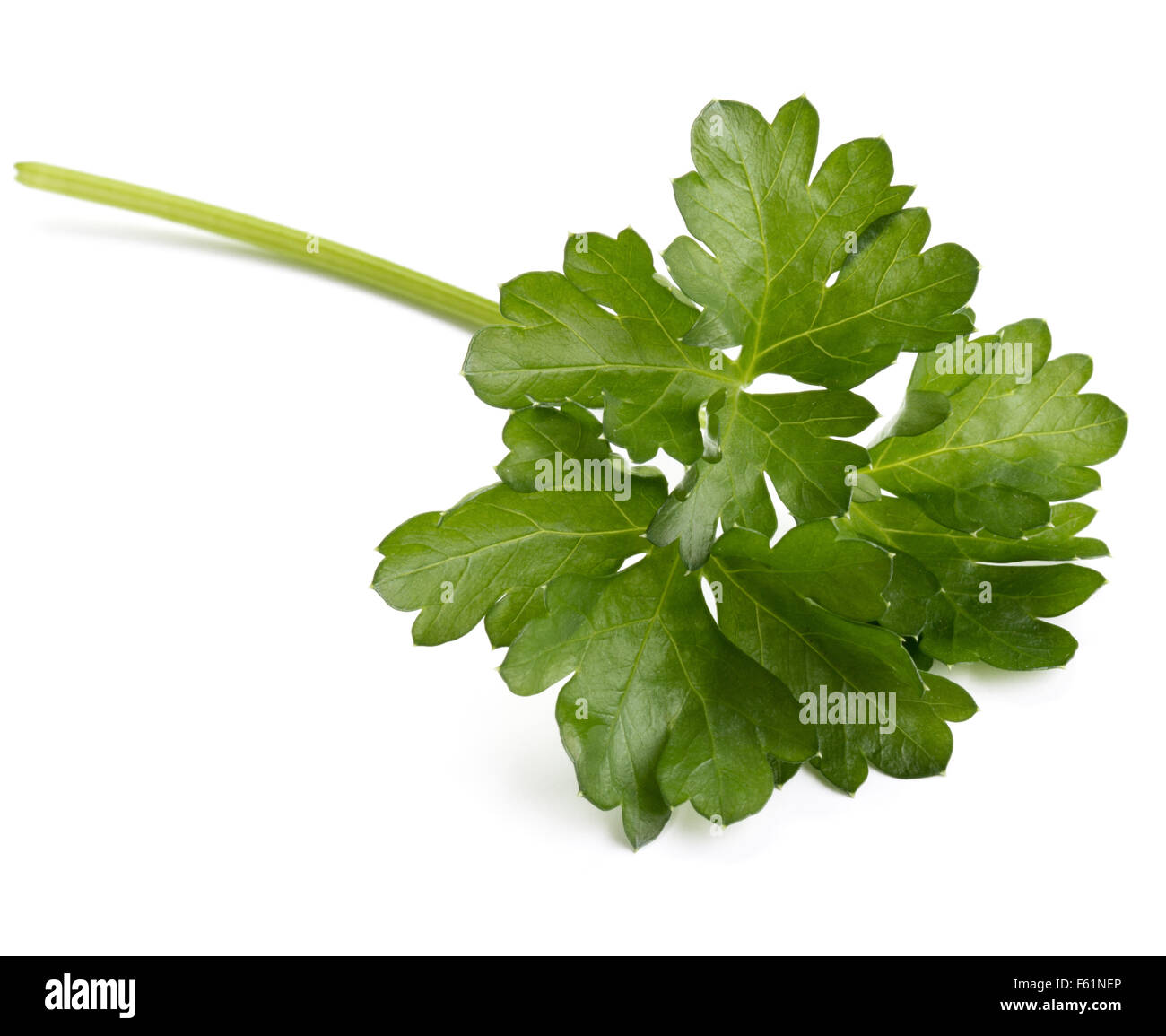 fresh parsley herb leaves isolated on white background cutout Stock ...