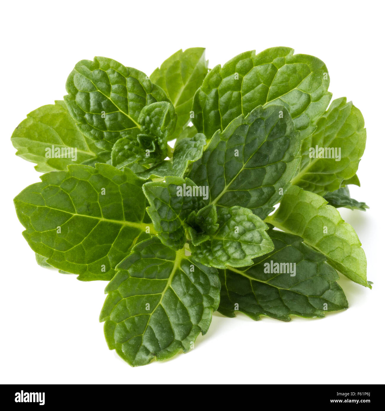 Fresh mint herb leaves isolated on white background cutout Stock Photo Alamy