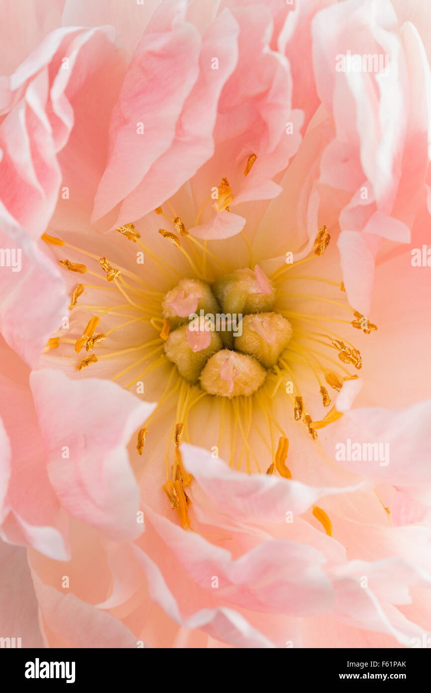 A macro photograph of the centre of a pale pink peony flower Stock ...