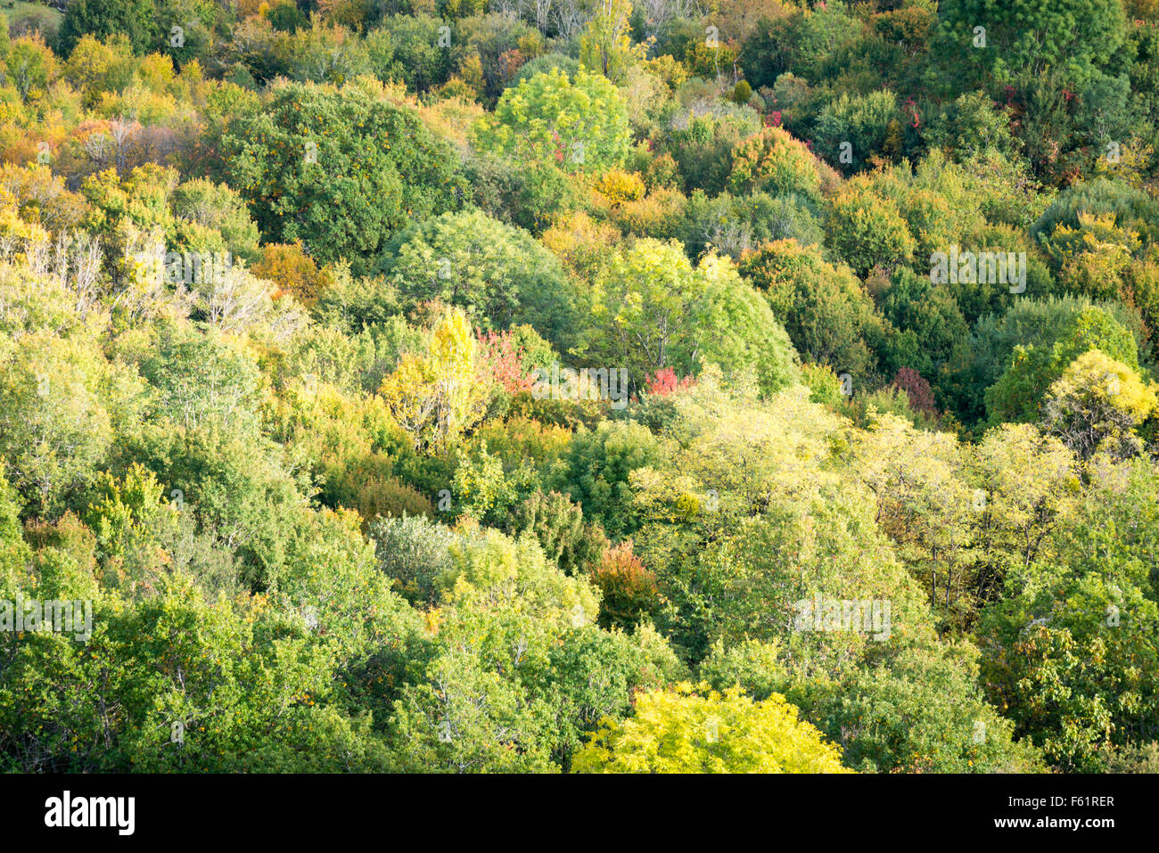 A view across a woodland forest and trees as they begin to show autumn colours Stock Photo