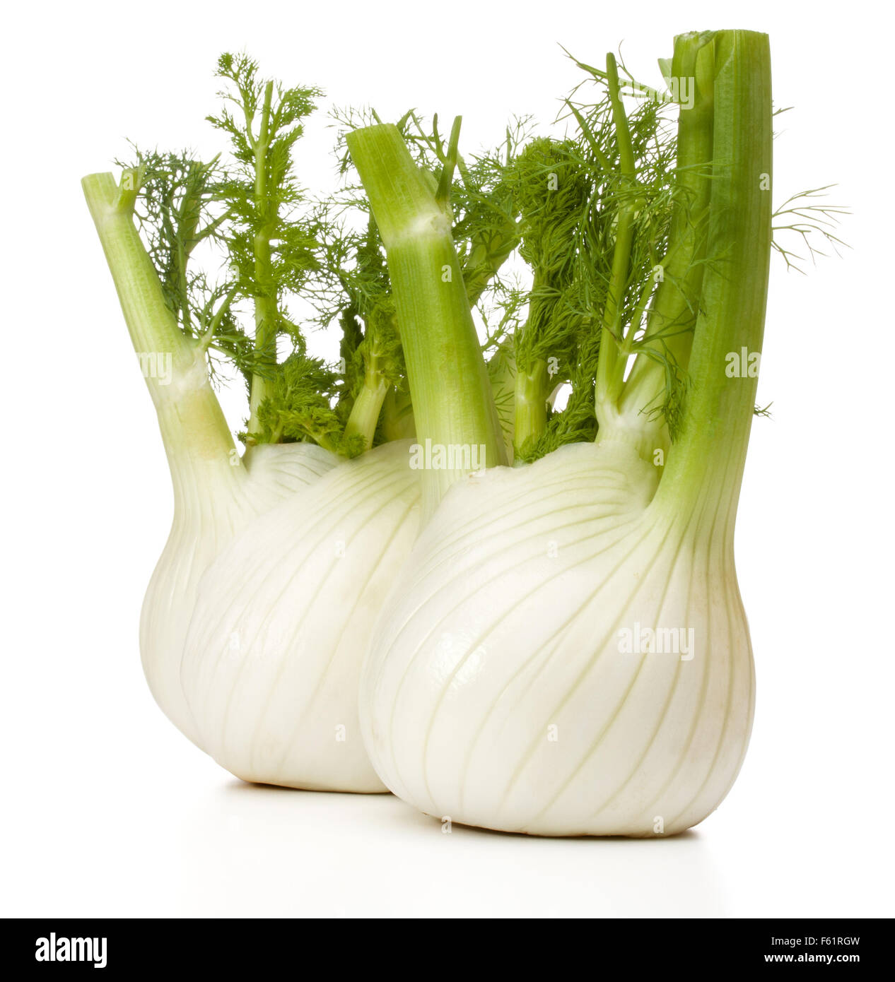 Fennel bulb hires stock photography and images Alamy