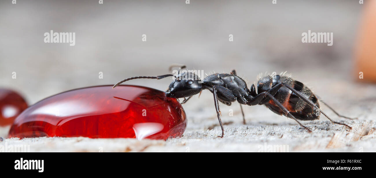 Ant Jam big forest ant eats strawberry jam Stock Photo - Alamy