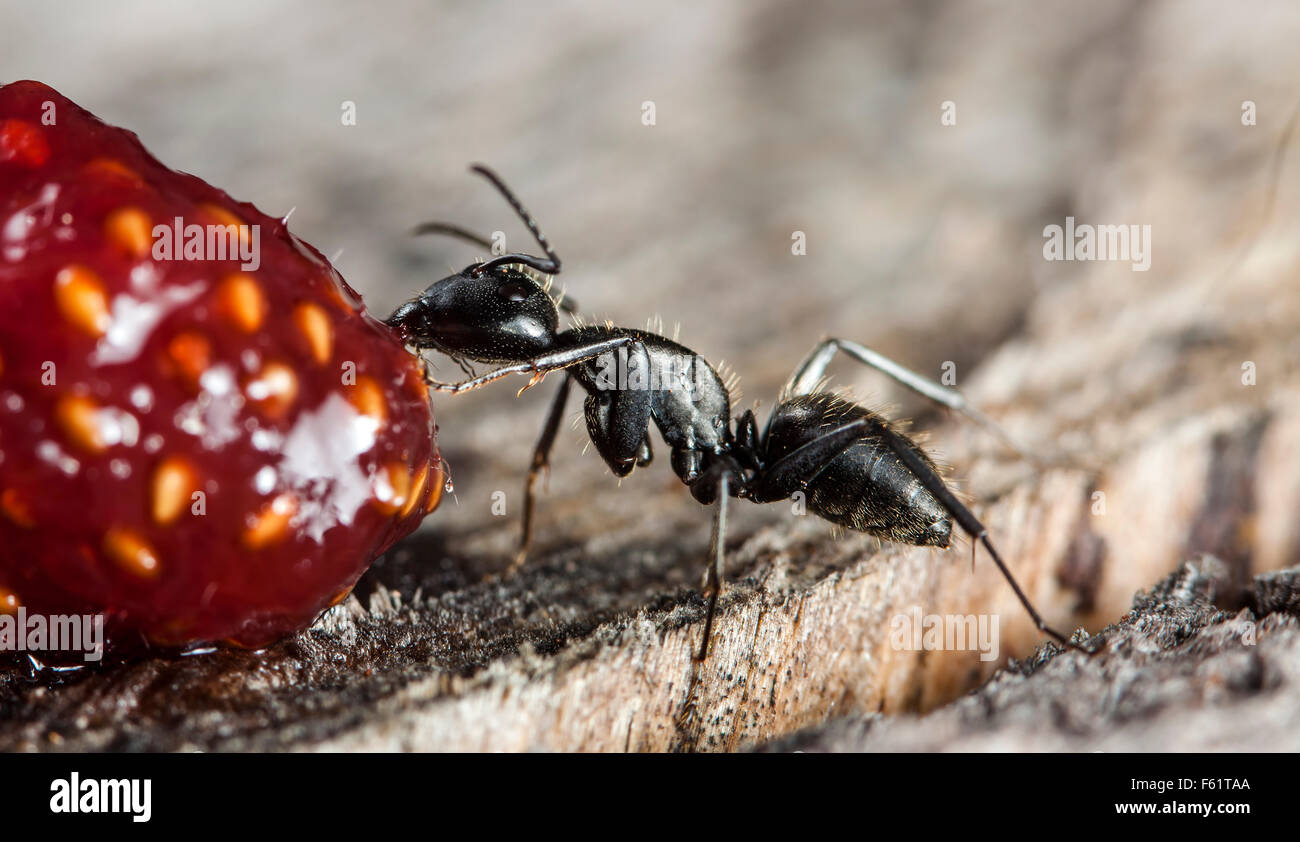 Ant Jam big forest ant eats strawberry jam Stock Photo - Alamy
