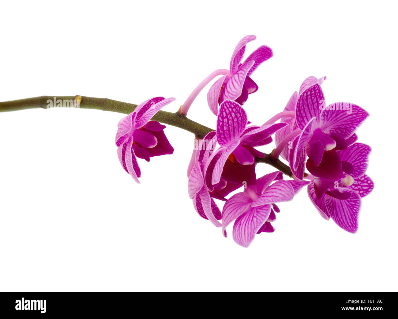 Orchid flower head bouquet isolated on white background cutout Stock ...