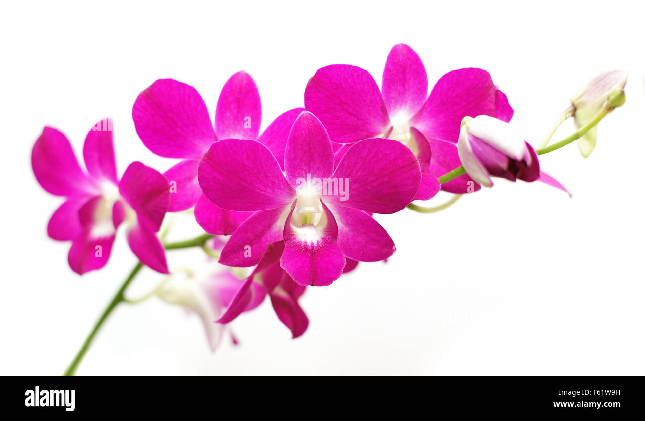 beautiful orchid flower isolated on white background Stock Photo - Alamy
