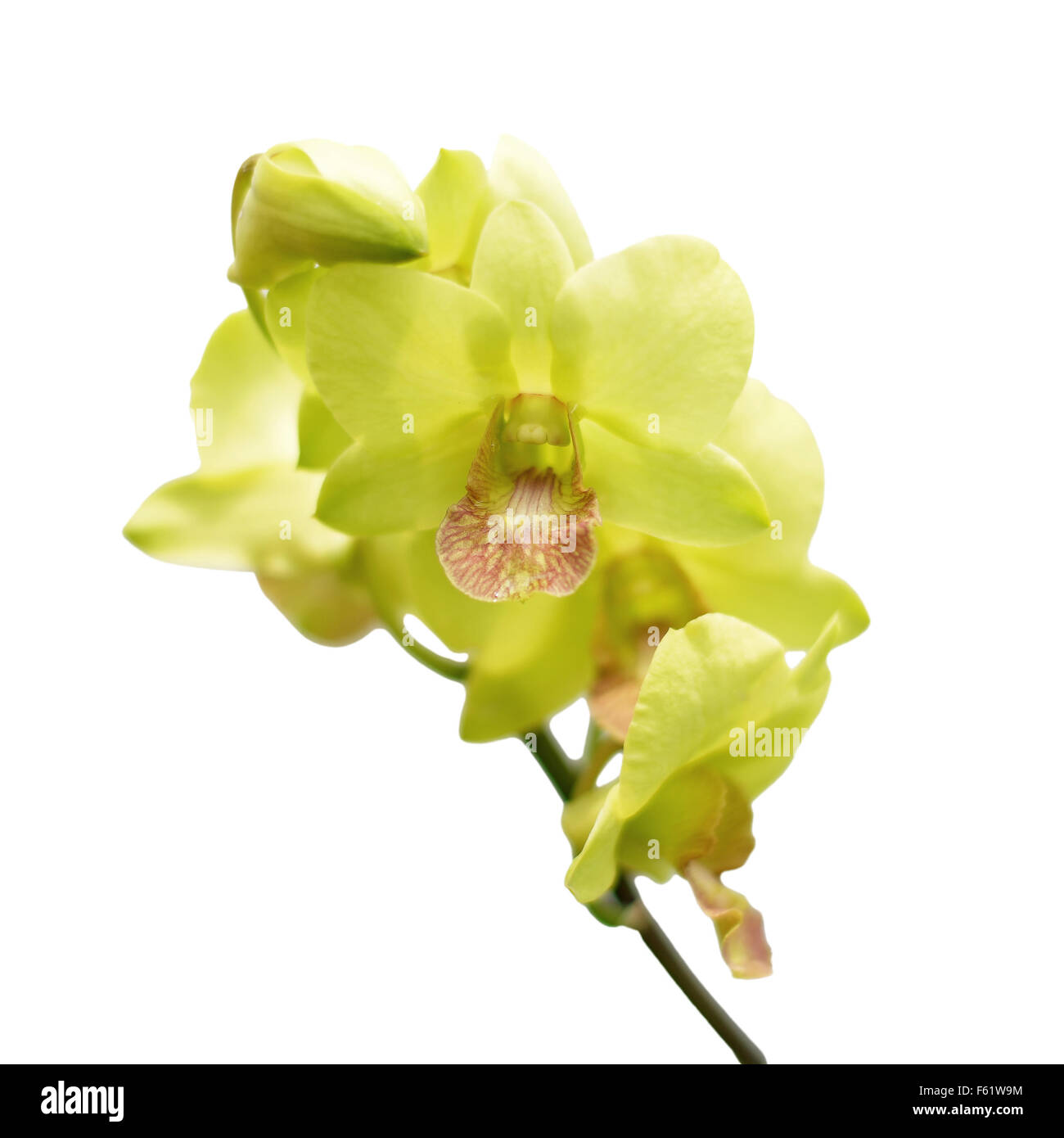 beautiful orchid flower isolated on white background Stock Photo - Alamy