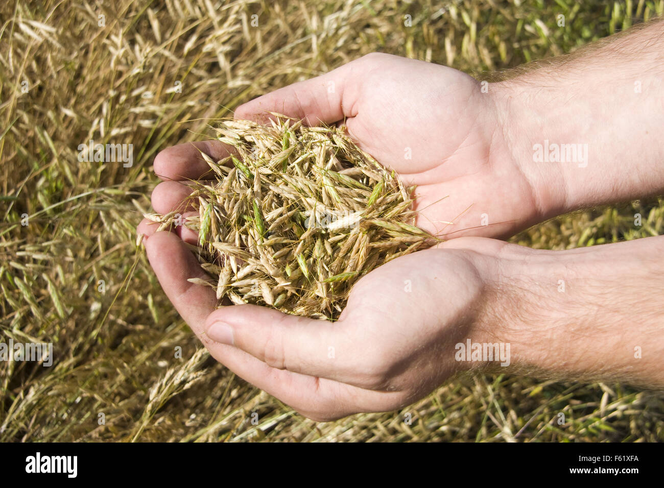 Handful of wheat Stock Photo