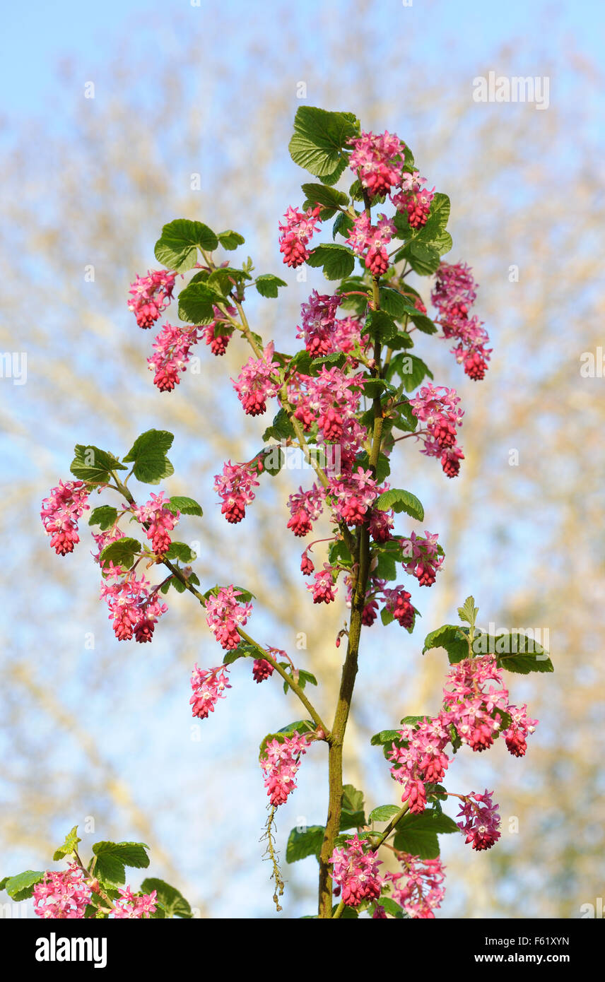 Flowering currants, cultivars of Ribes sanguineum, are one of the first