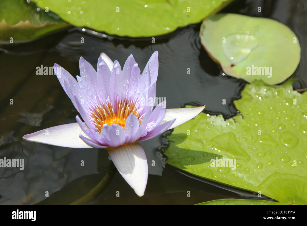 purple lotus flower blooming in pond Stock Photo Alamy