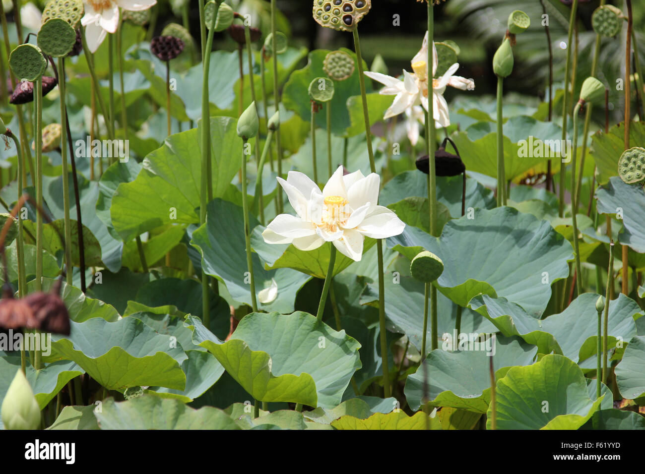 White lotus flowers hires stock photography and images Alamy