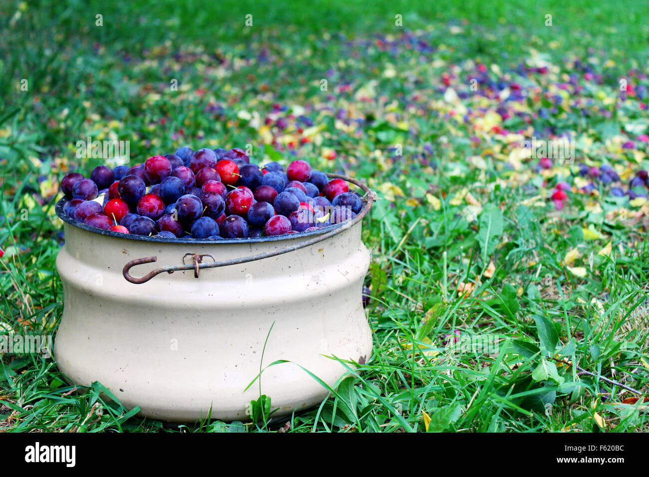 Cherry plums in bucket at farm Stock Photo Alamy