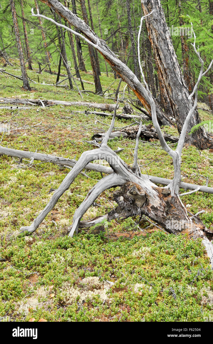 The wild taiga. Russia, Eastern Yakutia, a ridge of Suntar-khayata ...