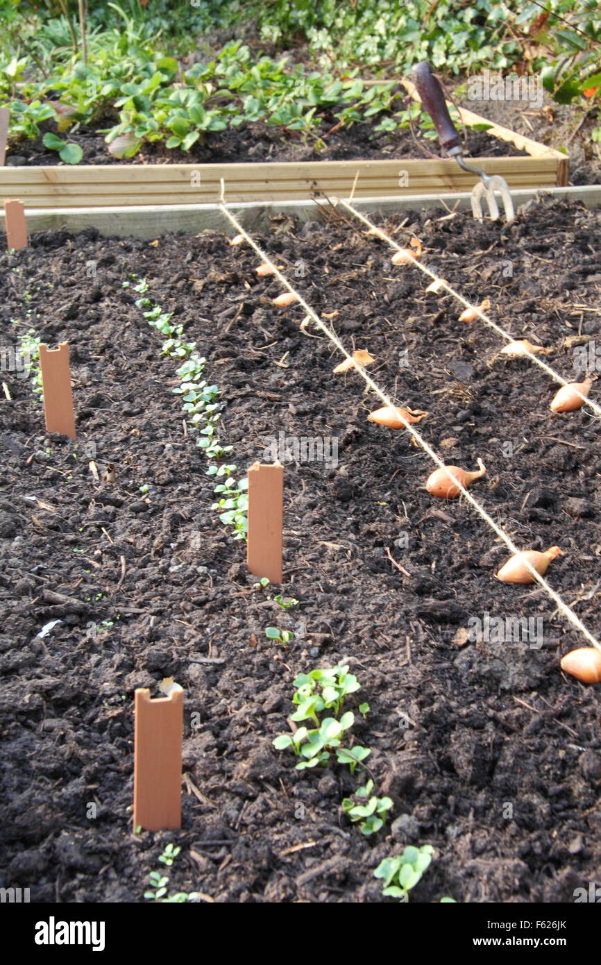 Allium cepa. Onion sets placed for planting in a raised bed using