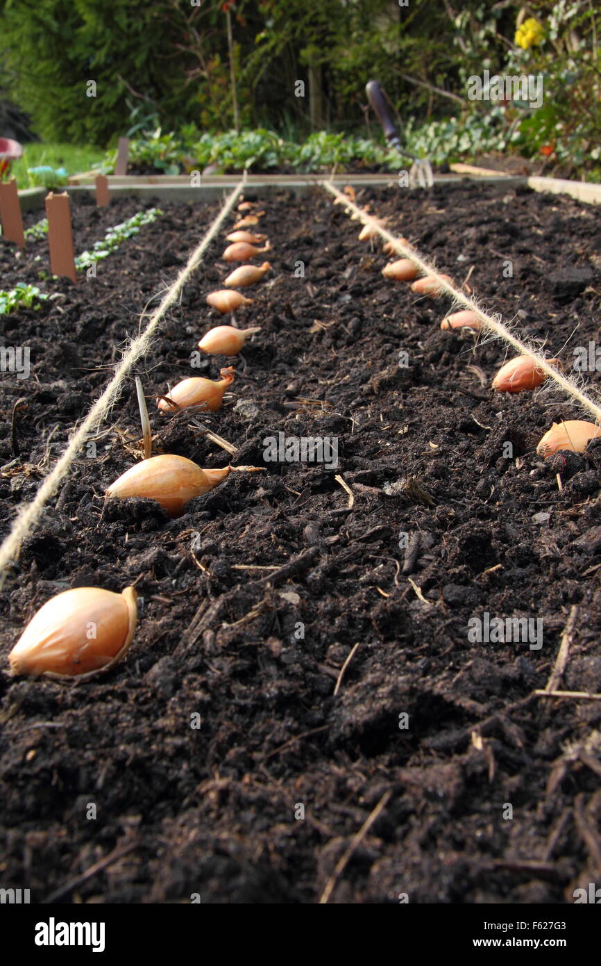 Allium cepa. Onion sets placed for planting in a raised bed using