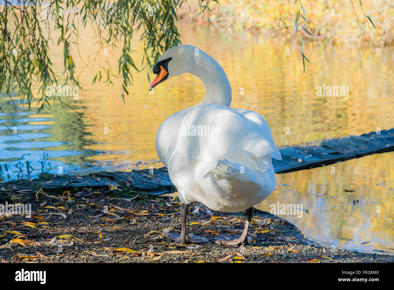 Mute swan, Stanley Park, Vancouver, British Columbia, Canada Stock Photo