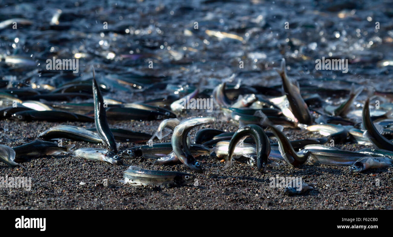 Capelin, a small smelt fish, surge ashore to spawn at Chance Cove in Newfoundland and Labrador in a seasonal natural event. Stock Photo