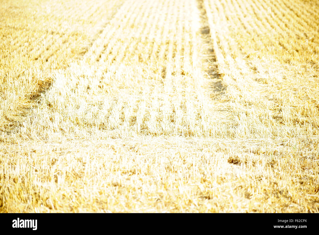 Sunlight field grain hi-res stock photography and images - Alamy