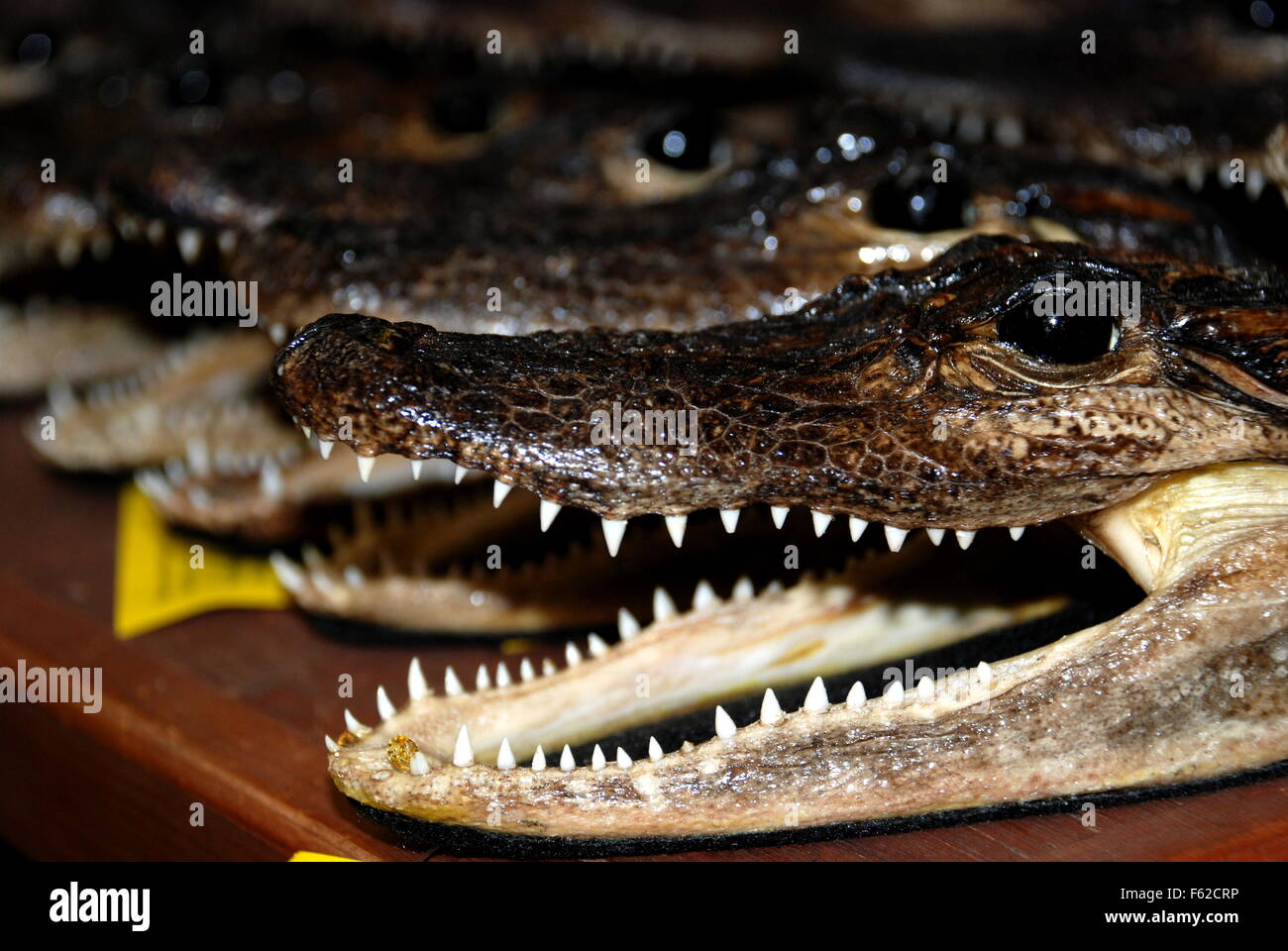 Alligator Mouths Stock Photo