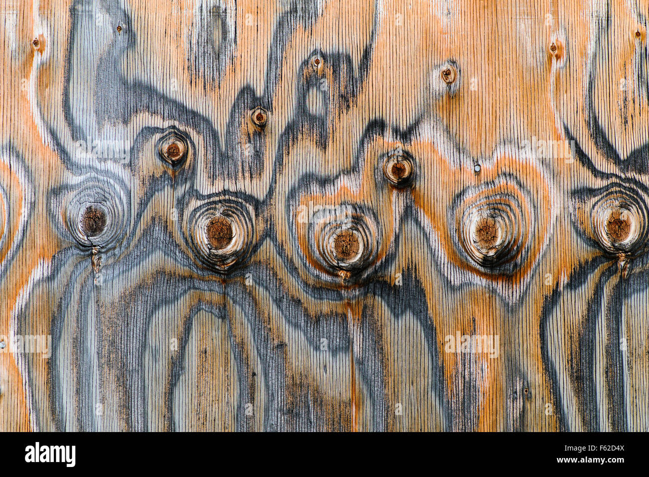 Close-up of historic Thomas Murphy barn siding; unusual pattern of knots; Moulton Homestead; Grand Teton National Park; Wyoming Stock Photo