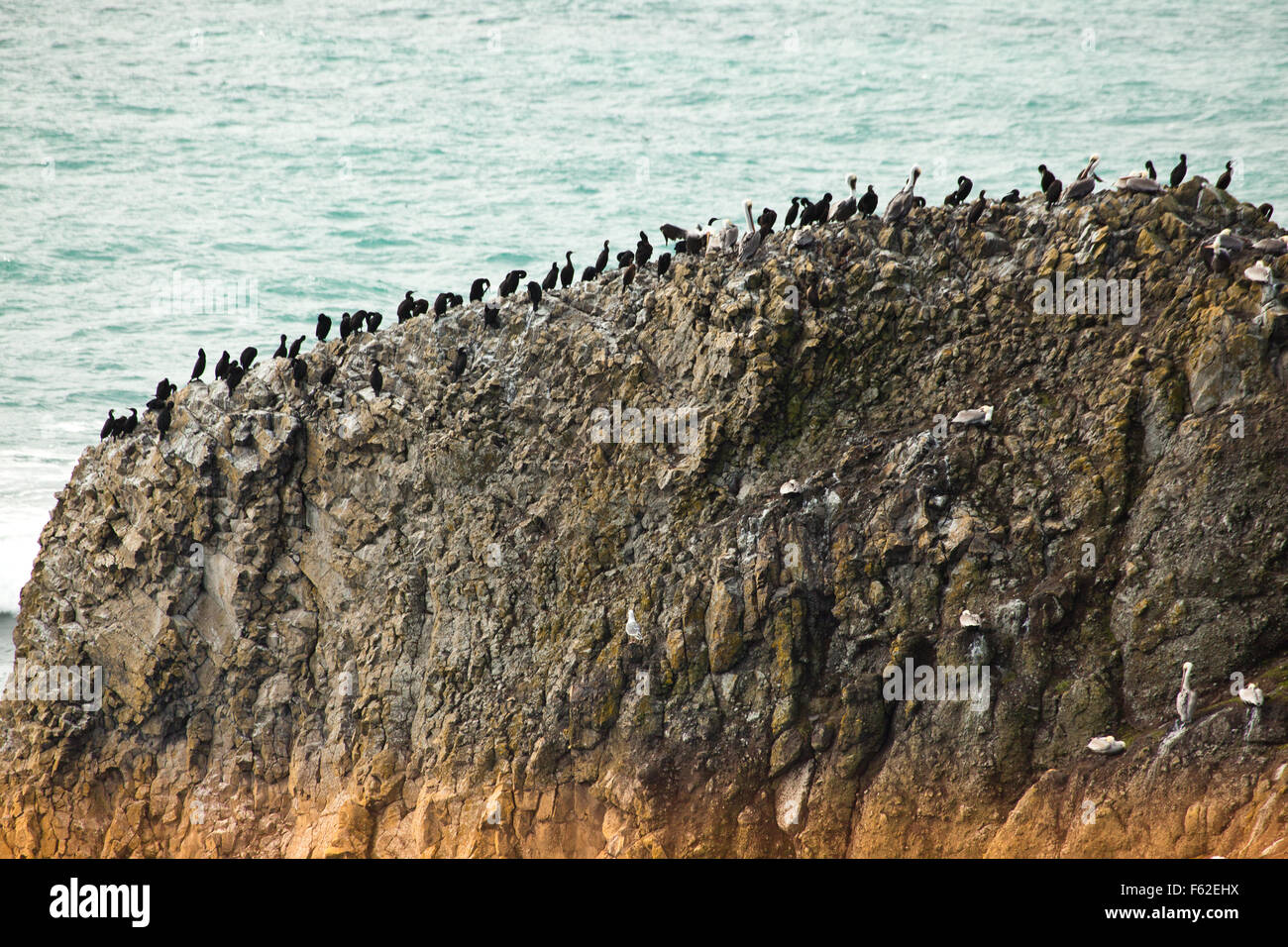 Pelicans and sea birds line a rock on the scenic Oregon coast. Stock Photo