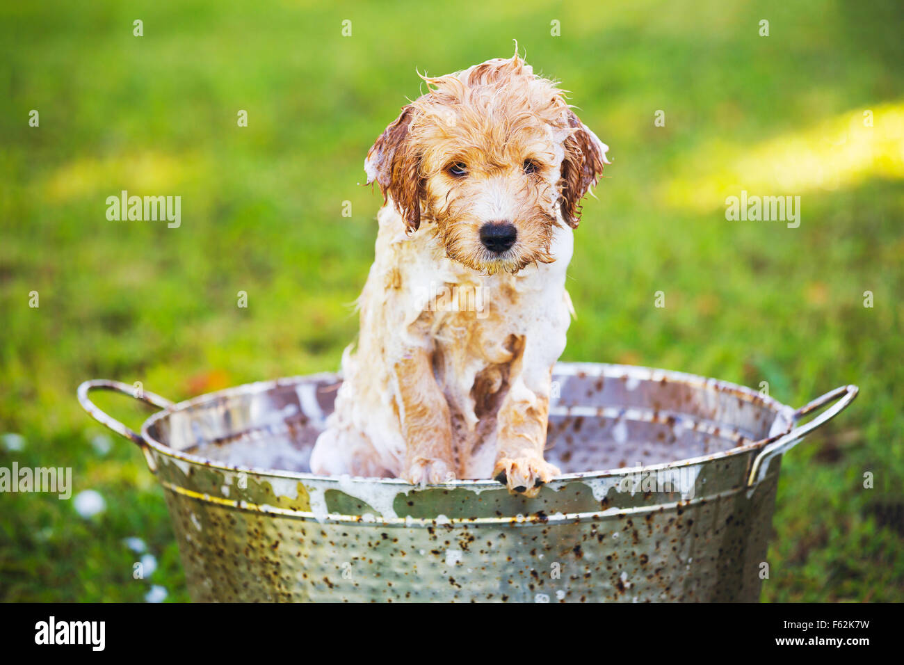 Adorable Cute Young Puppy Outside in the Yard Taking a Bath Covered in