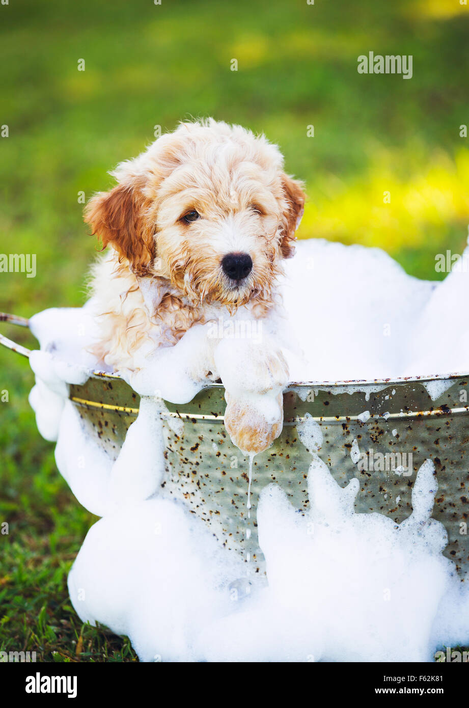 Adorable Cute Young Puppy Outside in the Yard Taking a Bath Covered in