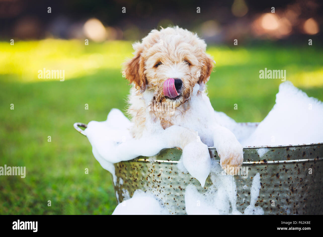 Adorable Cute Young Puppy Outside in the Yard Taking a Bath Covered in