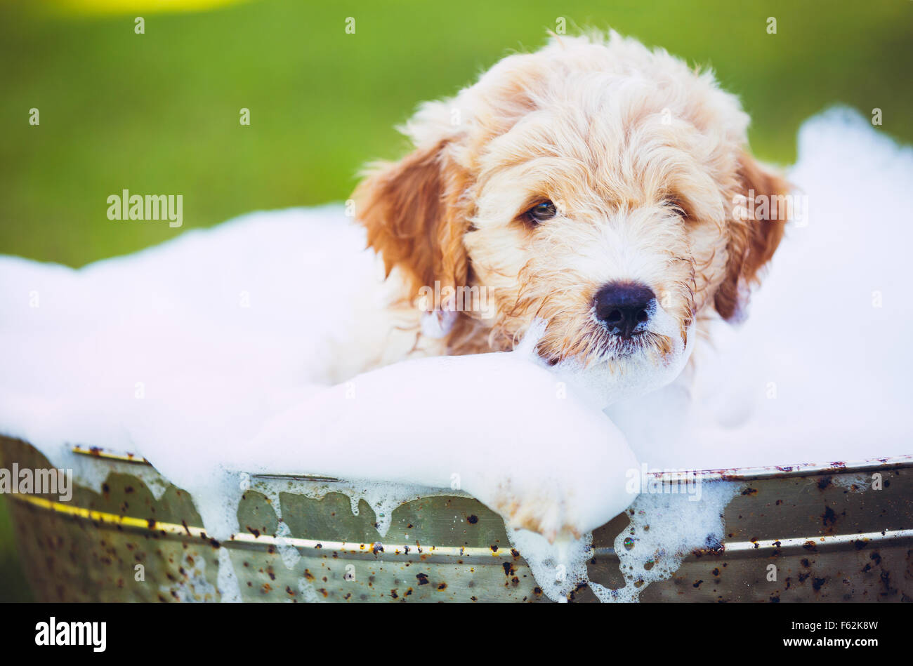 Adorable Cute Young Puppy Outside in the Yard Taking a Bath Covered in