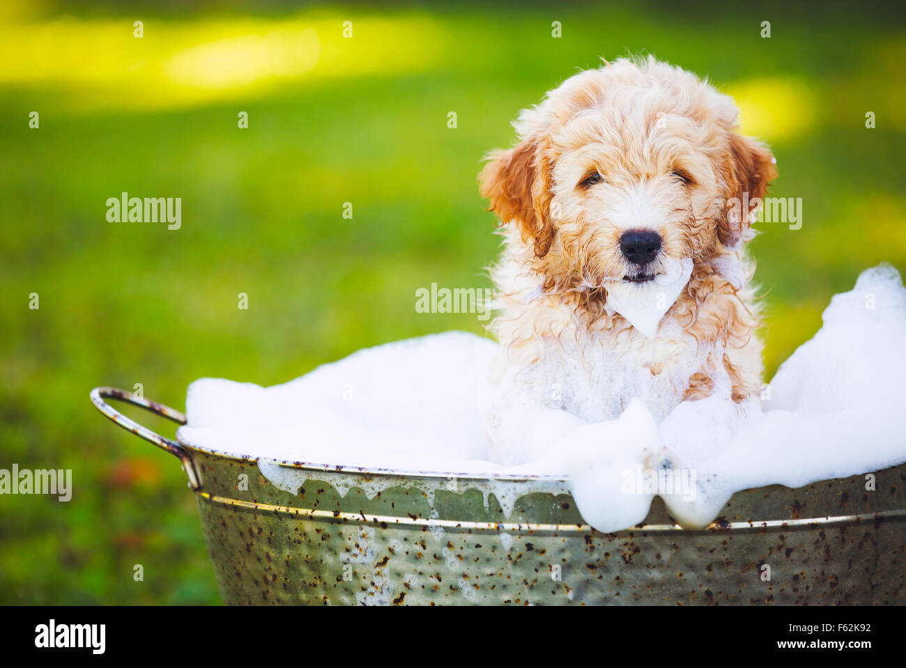 Adorable Cute Young Puppy Outside in the Yard Taking a Bath Covered in