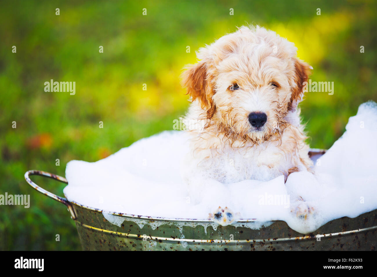 Adorable Cute Young Puppy Outside in the Yard Taking a Bath Covered in