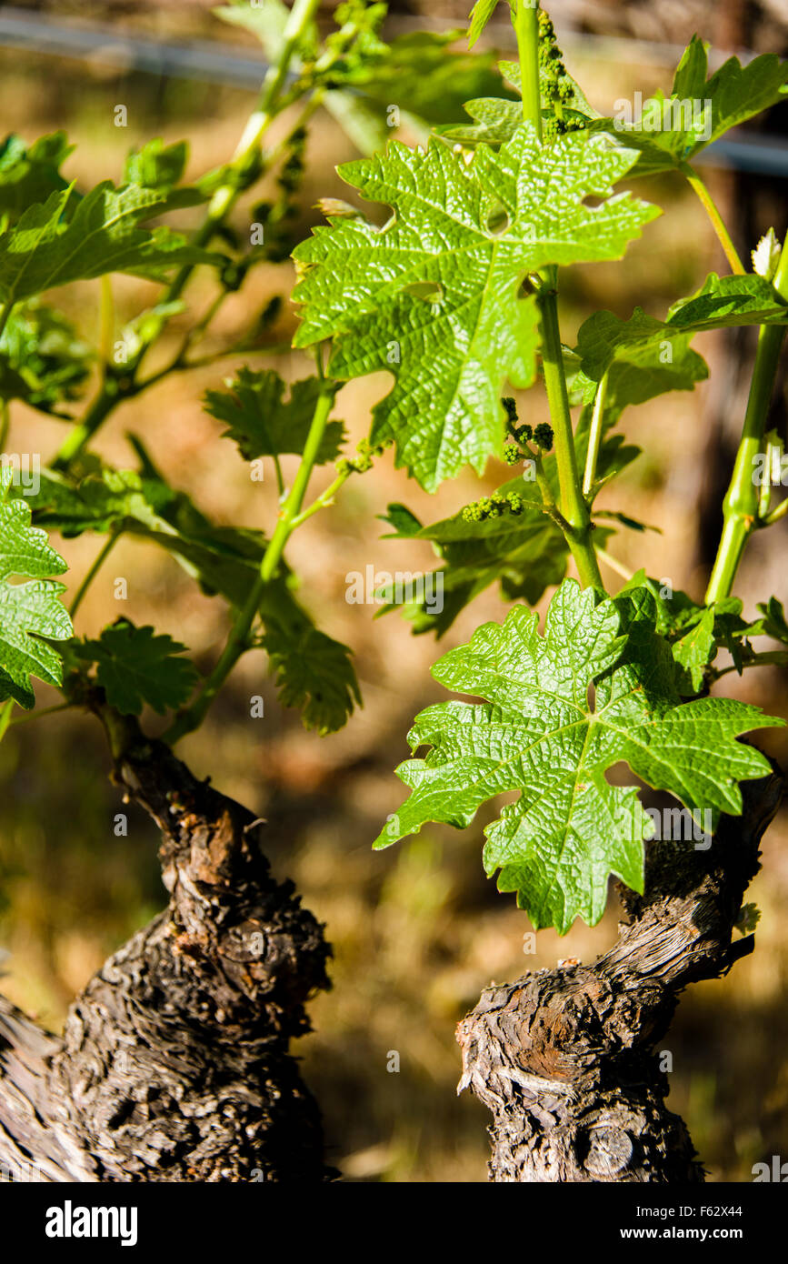 Grapevines, Robert Mondavi Winery, Napa Valley, California Stock Photo
