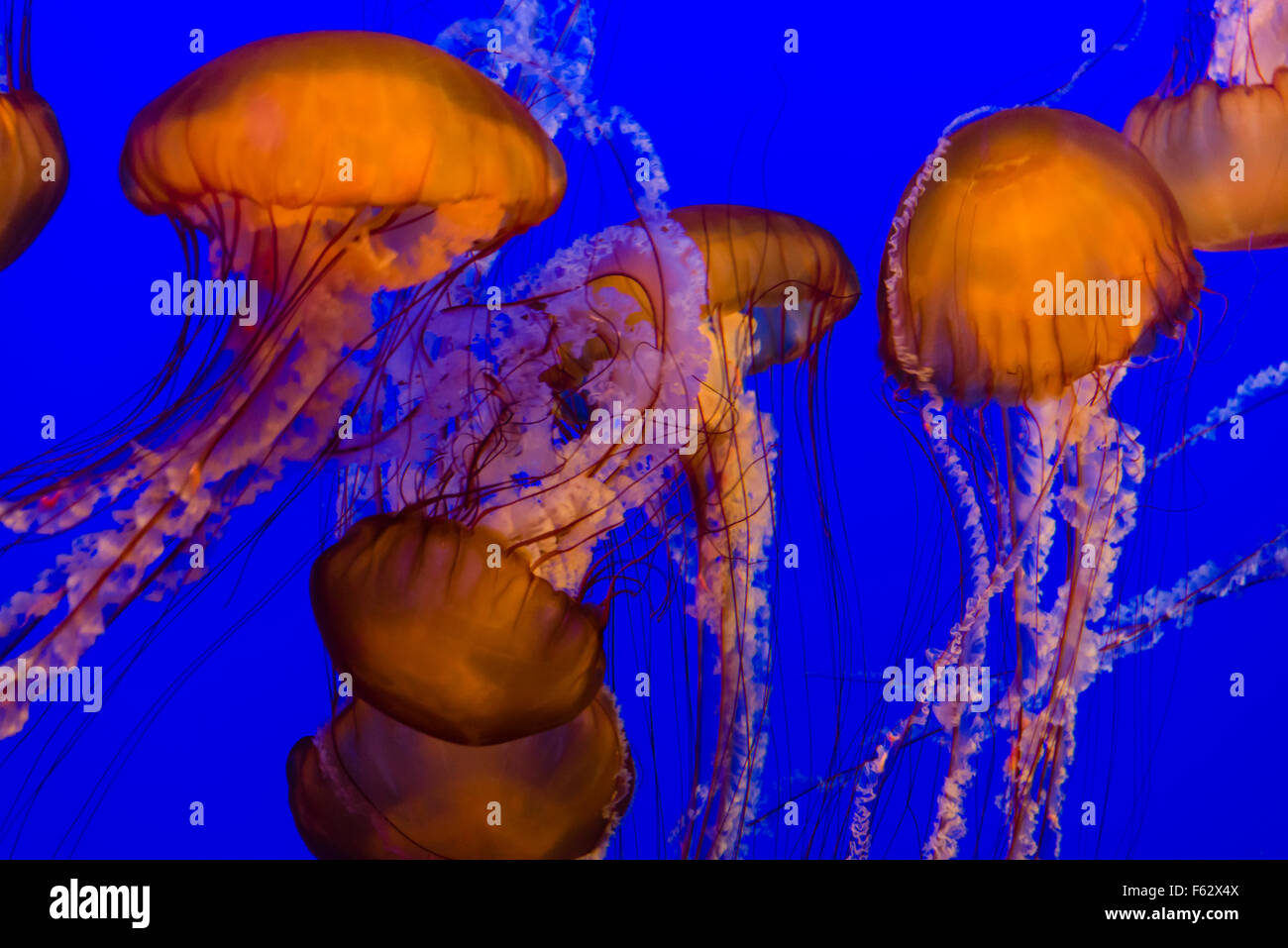 West Coast Sea Nettle Jellyfish, Monterey Bay Aquarium, Cannery Row, Monterey, California Stock Photo